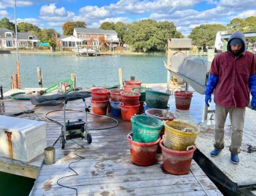Brothers Launch Oyster Company to Recapture Lynnhaven Heyday